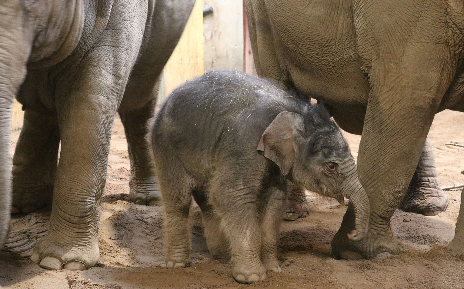 Schuchmann Elefant yaro